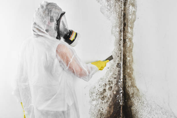 Best Mold Testing and Inspection Services in Latta, OK