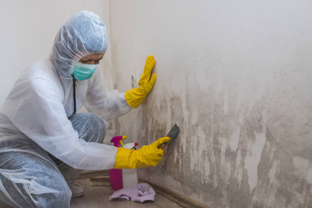Best White Mold Remediation in Latta, OK