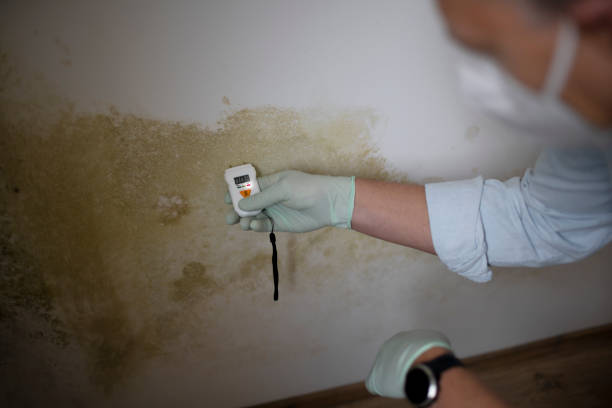 Best DIY Mold Remediation Support Services in Latta, OK