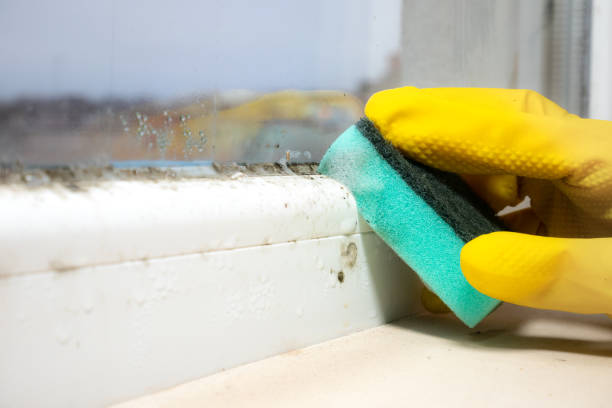 Best Mold Remediation for Specific Building Types in Latta, OK