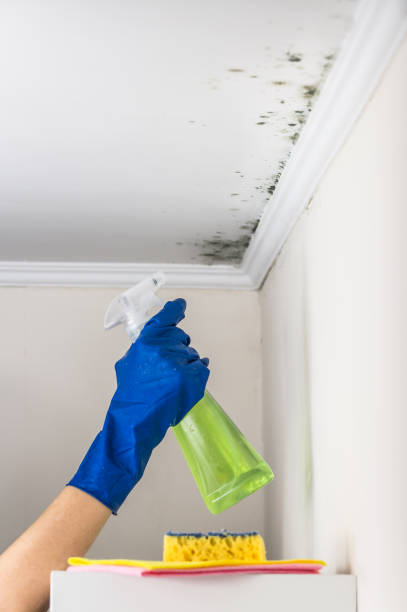 Best Basement Mold Remediation in Latta, OK